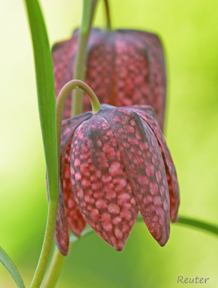 Schachblume _Fritillaria meleagris_.jpg